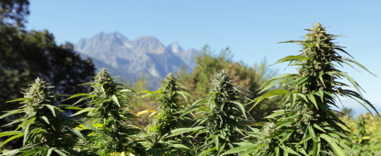 coltivazione cannabis light cbd